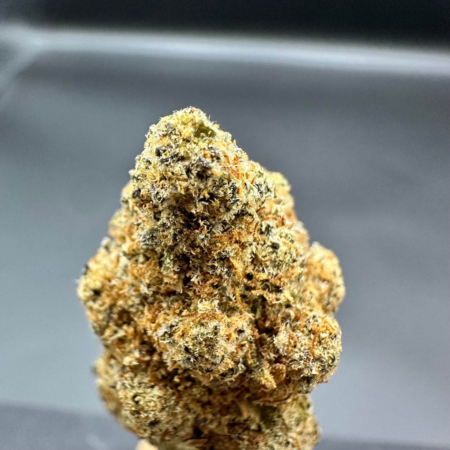 HAWAÏEN SKUNK