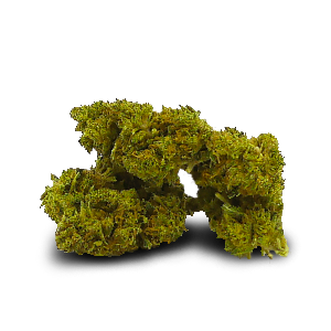 WHITE WIDOW